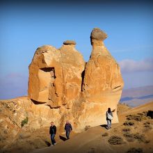 こぶまでついて、ラクダさんそのもの!!