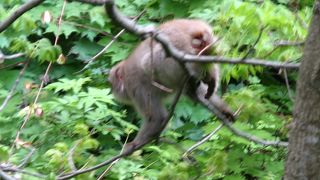 北限の猿