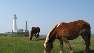 寒立馬が放牧されています