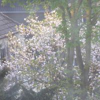 部屋の窓からみる春