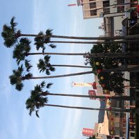 ホテル前から見えるヤシの木