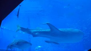 沖縄美ら海水族館