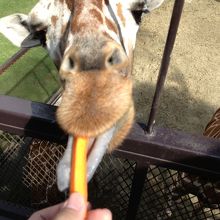 キリンにえさやり