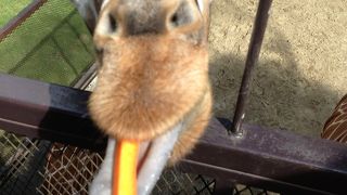 動物と触れ合える！