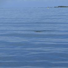 ウミガメに遭遇
