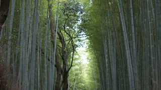 のんびり歩いて１５分間の癒し空間。