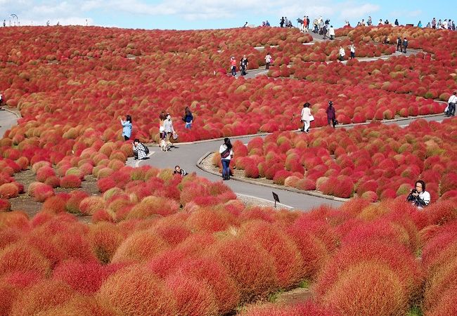 国営ひたち海浜公園 クチコミ アクセス 営業時間 ひたちなか フォートラベル