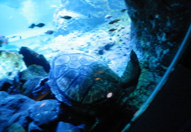 新江ノ島水族館 クチコミ アクセス 営業時間 藤沢 江ノ島 フォートラベル