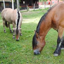 園内で飼われている馬
