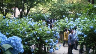 紫陽花を観に円覚寺へ！