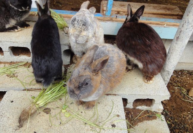 ミニ動物園で動物とふれあい