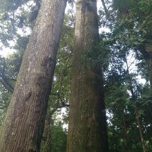 大木ばかり