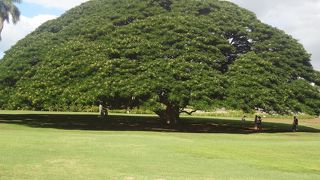 この木なんの木