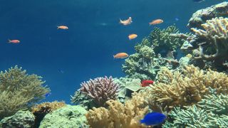 綺麗なお魚たちに癒されます☆