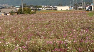 信州花の里いいじま 秋桜まつり