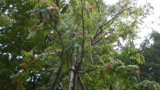 ナナカマドの実が赤くなっていた