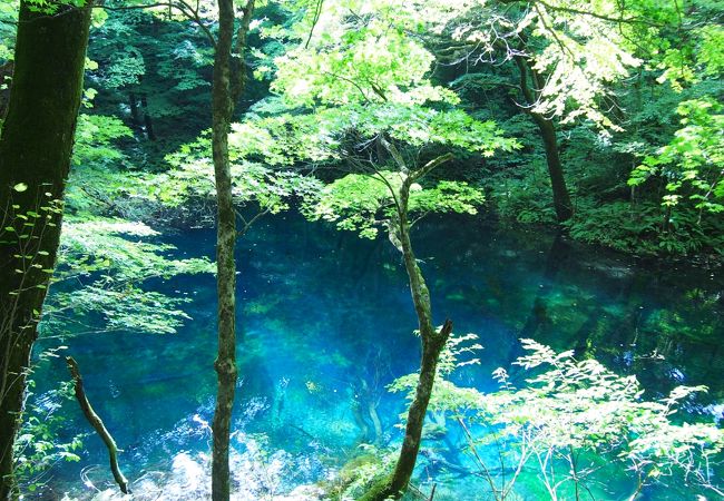 沸壺の池もクリアなブルー