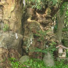 この楠だけでも一見の価値有り