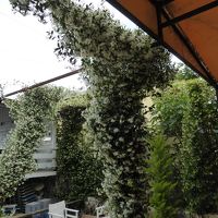 ジャスミンでおおわれている中庭