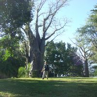 ホテル敷地内のバオバブの大木