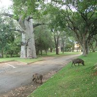 バオバブとイボイノシシ