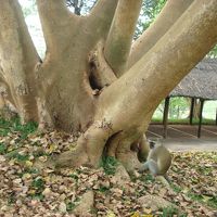 敷地内にいたヒヒ