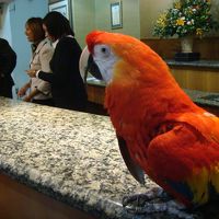 フロントのオウム（インコ？）。生きています。