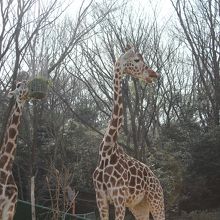 キリンのエサ時間