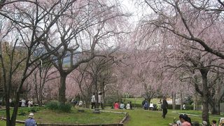 見事なしだれ桜