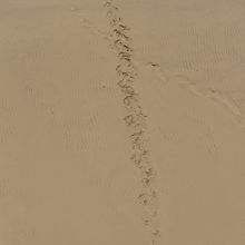 真っ直ぐに降りてきた跡。