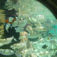 シュノーケル♪　こんなにたくさんのお魚達