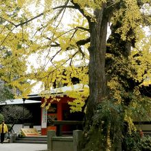 「高橋由一館」と大銀杏