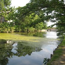 堀跡はトンボや昆虫の宝庫