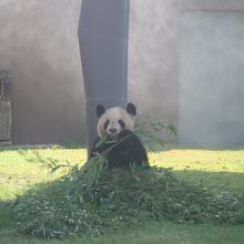 笹をバリバリ食べてます･･･