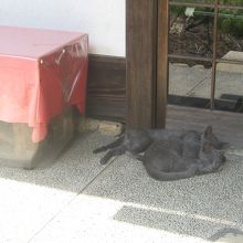 猫も気持ちよさそうにくつろいでいます