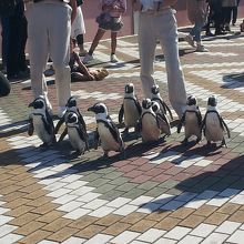 ペンギンパレード♪