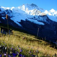 ホテルのすぐ外から眺めるアルプスの山々と高山植物