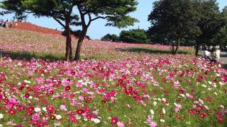 国営ひたち海浜公園