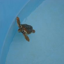 赤ちゃんカメさん