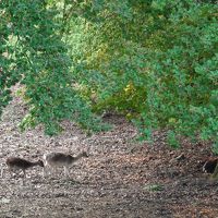 森には鹿も出迎えてくれる
