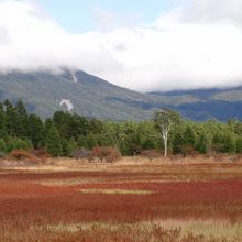 草紅葉と小田代の貴婦人