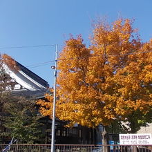 黄色く色付いた近くの樹木