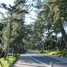東海道の松並木が残っていました