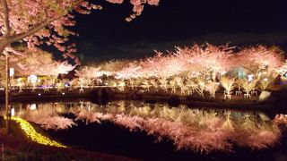 日本有数のイルミと桜
