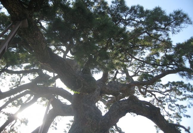 推定樹齢700年の立派な松