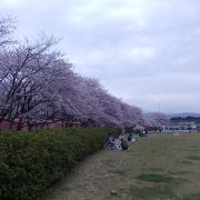 桜の名所