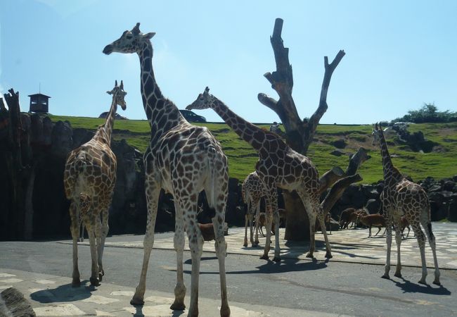 九州自然動物公園 アフリカンサファリ クチコミ・アクセス・営業時間