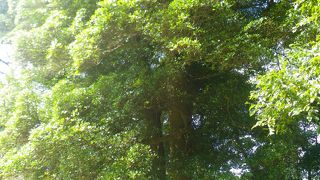 県指定天然記念物　夫婦モッコク