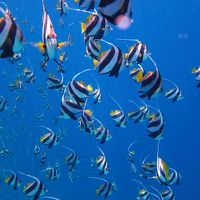 最高のシュノーケリング