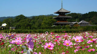 コスモスの時期がおすすめ。